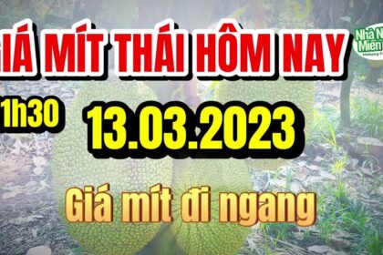 Thai jackfruit prices today