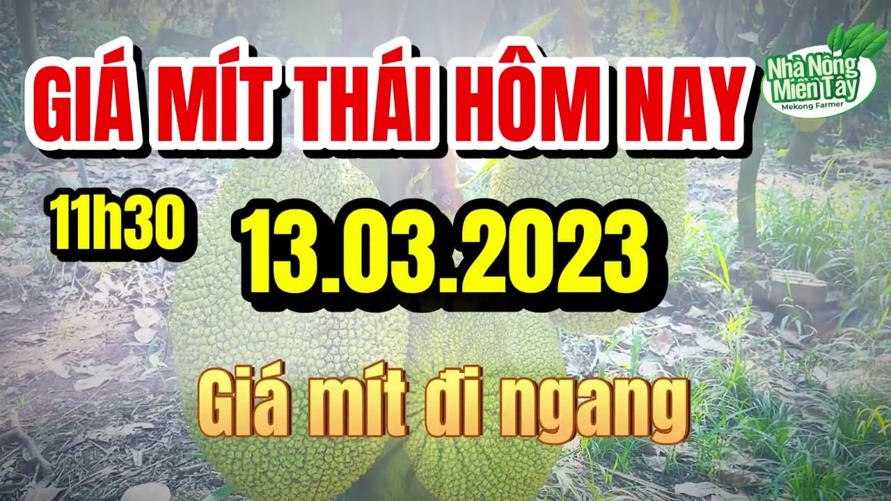 Thai jackfruit prices today
