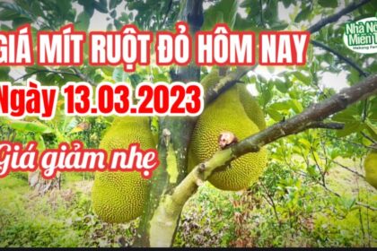 red-fleshed jackfruit prices