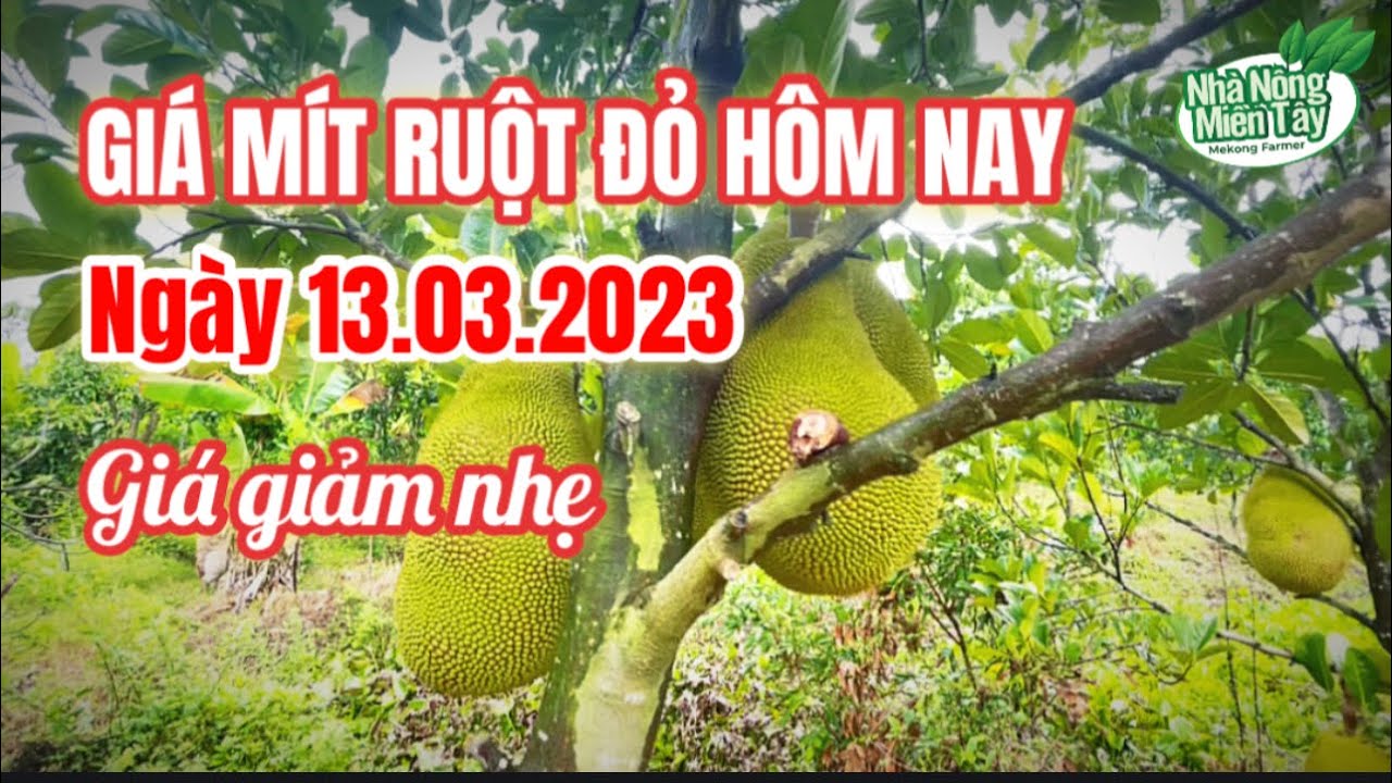 red-fleshed jackfruit prices