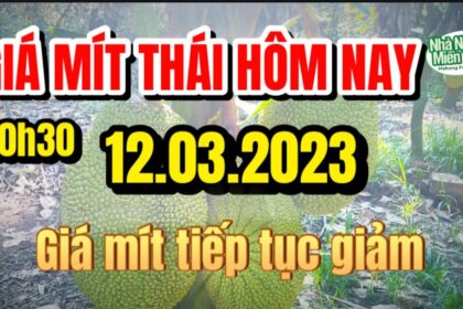 Thai jackfruit prices today