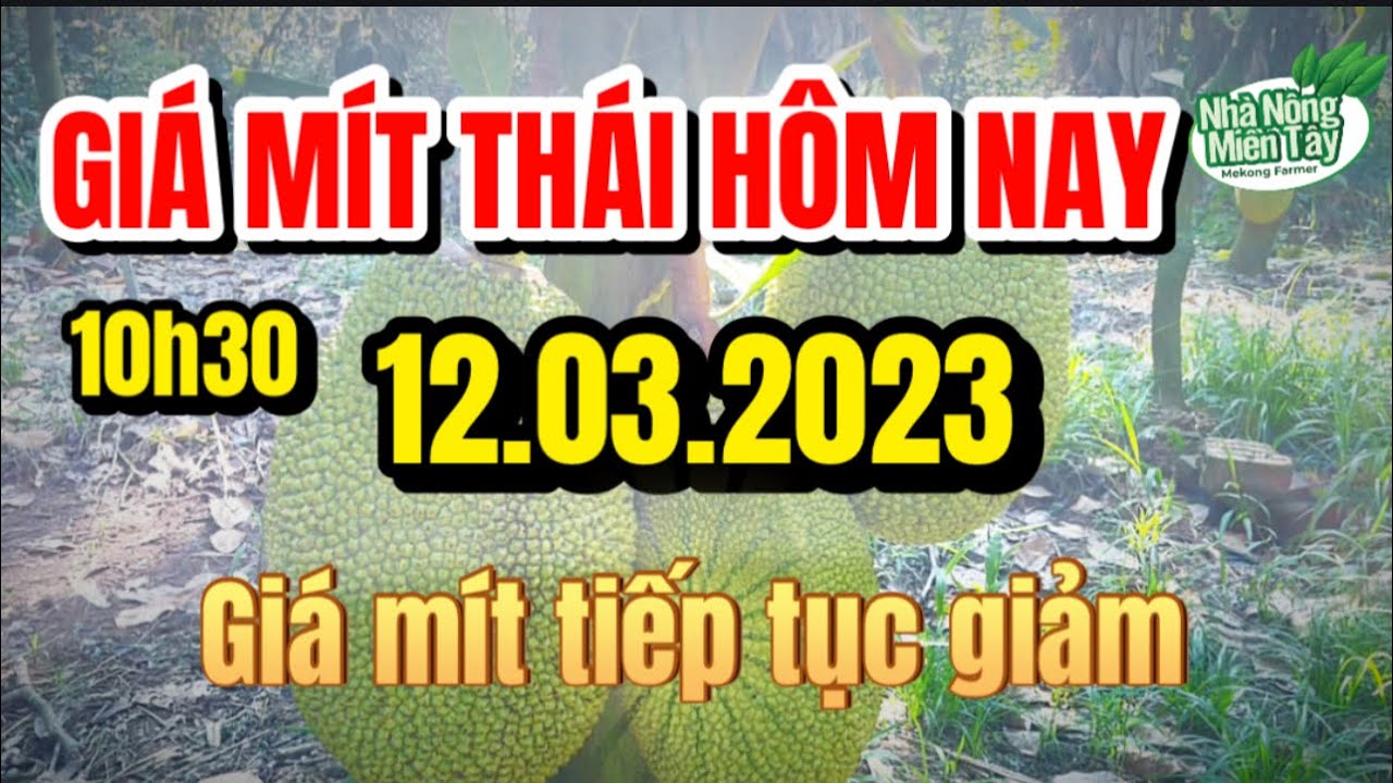 Thai jackfruit prices today