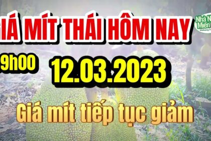 Thai jackfruit prices today