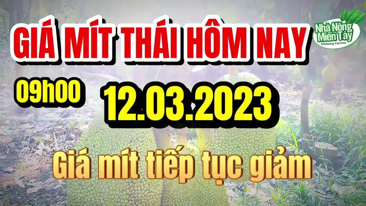 Thai jackfruit prices today