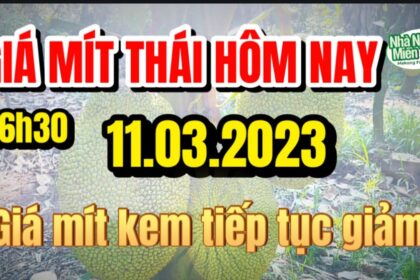 Thai jackfruit prices today