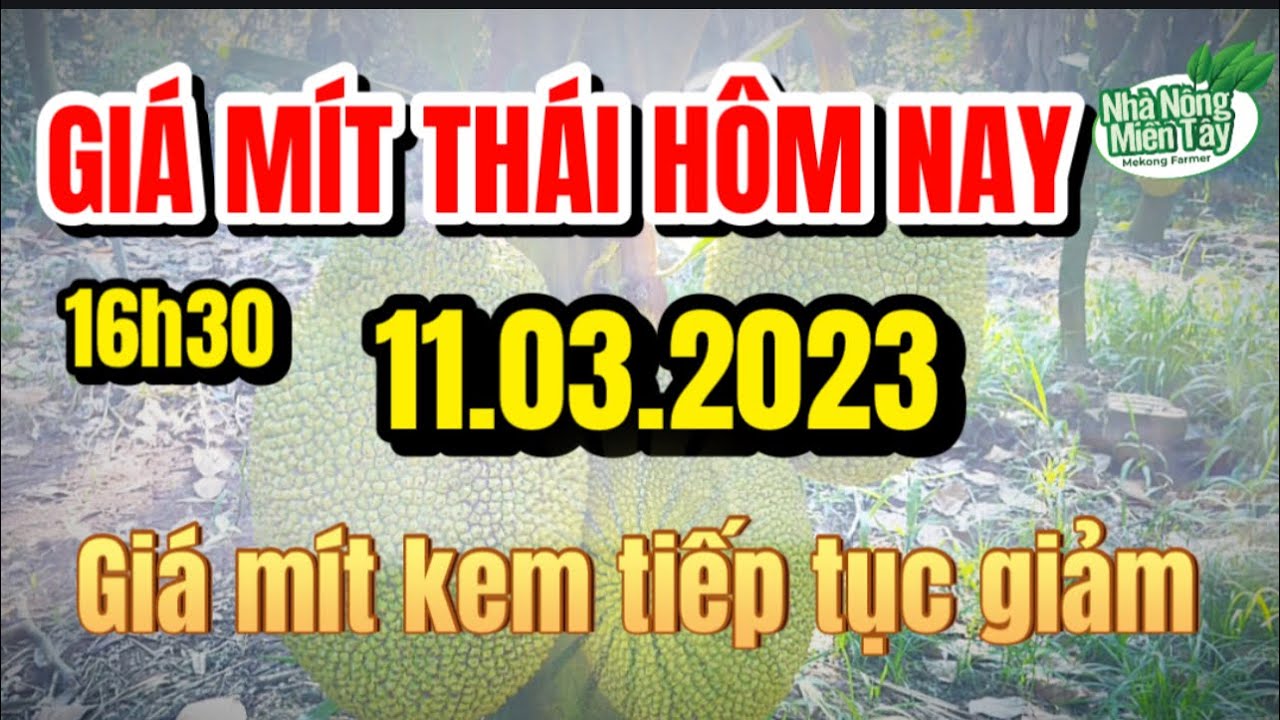 Thai jackfruit prices today
