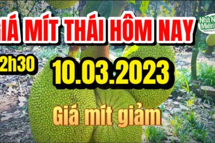 Thai jackfruit prices today