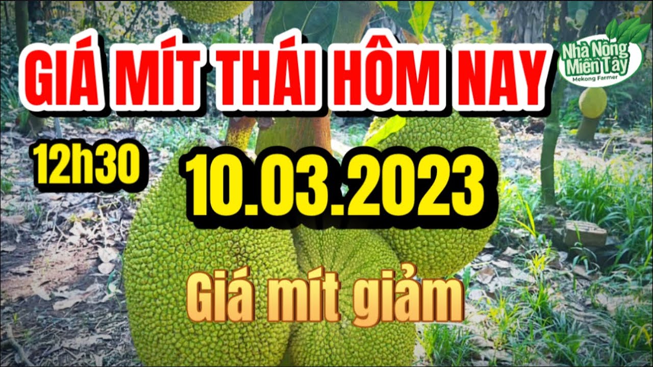 Thai jackfruit prices today