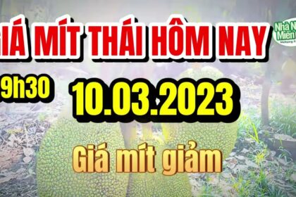 Thai jackfruit prices today