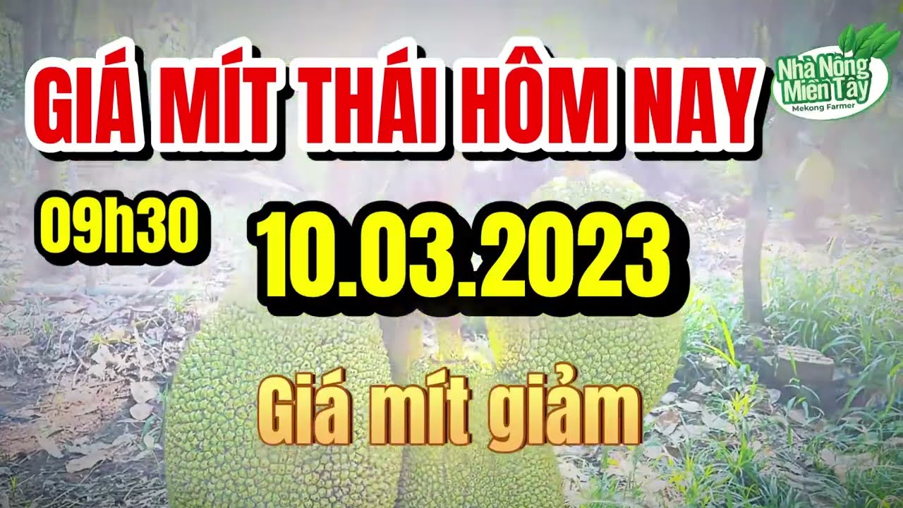 Thai jackfruit prices today