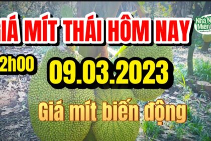 Thai jackfruit prices today