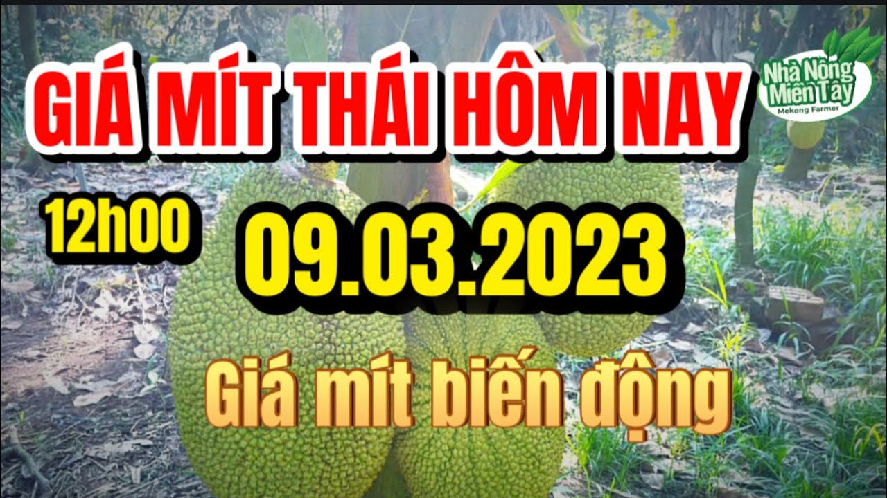 Thai jackfruit prices today