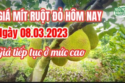 red-fleshed jackfruit prices