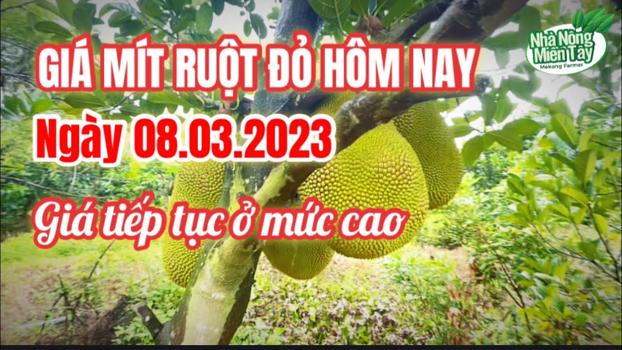 red-fleshed jackfruit prices