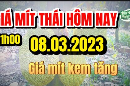 Thai jackfruit prices today