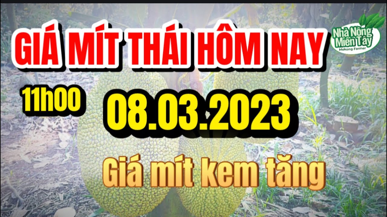 Thai jackfruit prices today