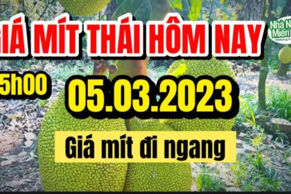 Thai jackfruit prices today