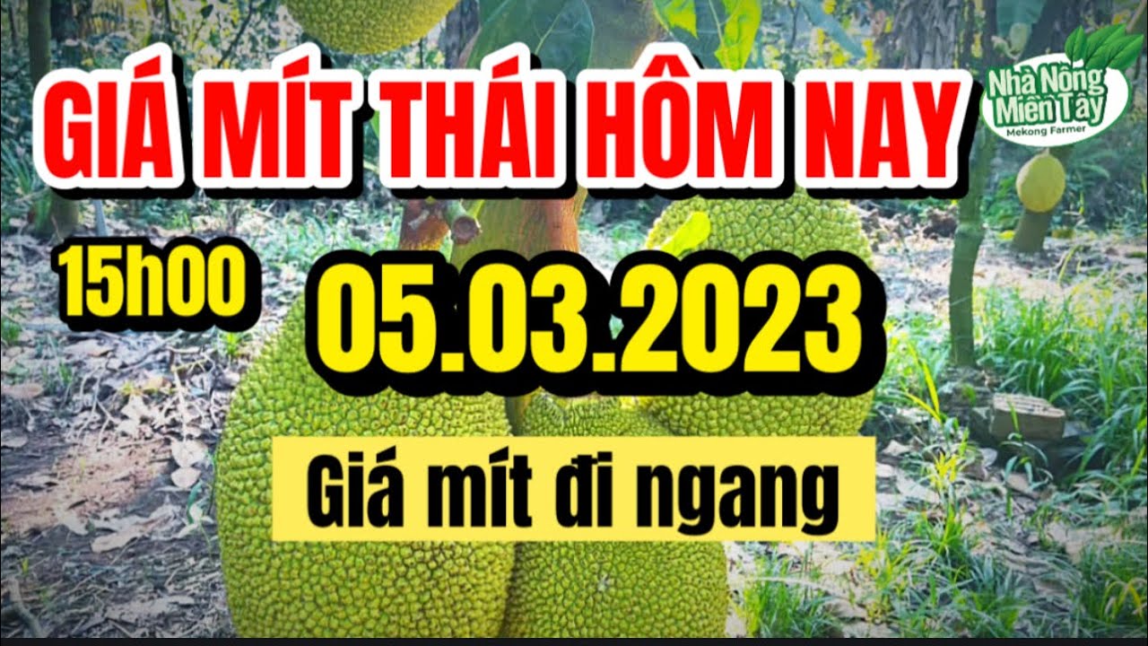 Thai jackfruit prices today