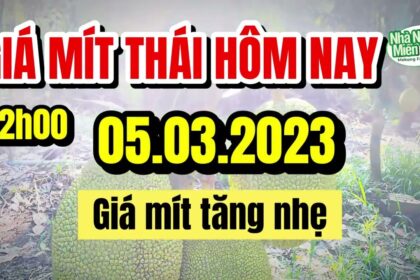 Thai jackfruit prices today