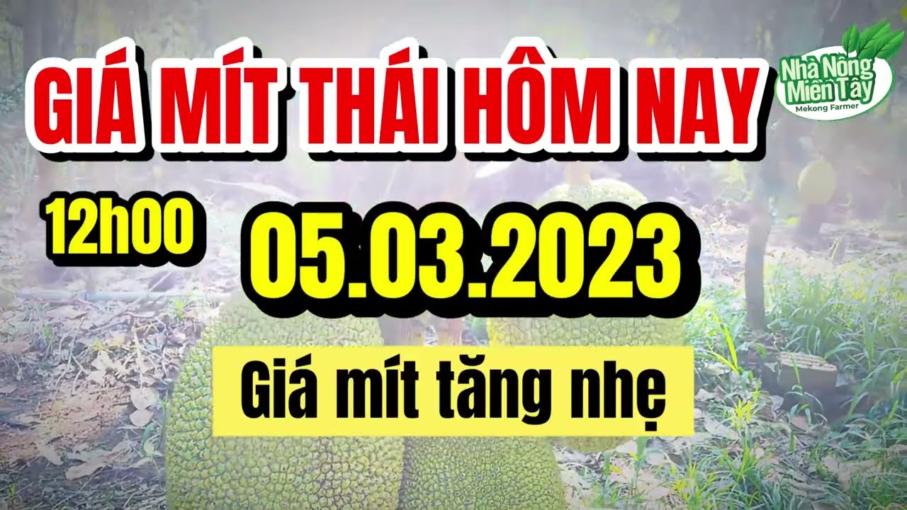 Thai jackfruit prices today