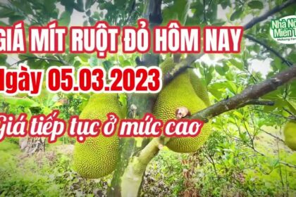 red-fleshed jackfruit prices