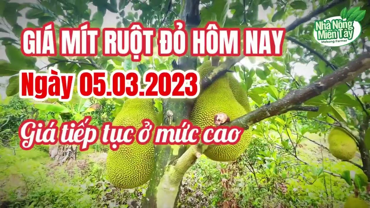 red-fleshed jackfruit prices