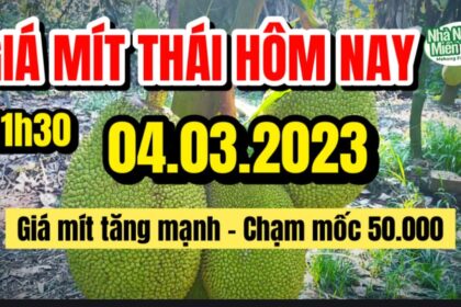 Thai jackfruit prices today