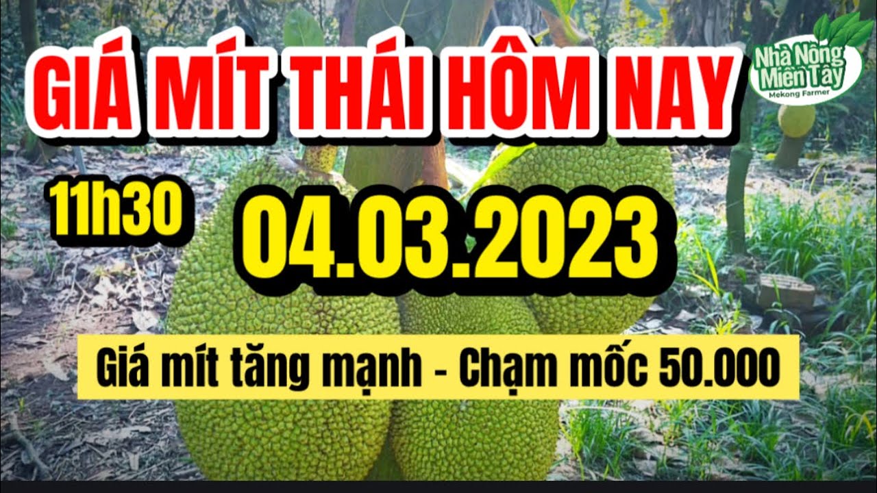 Thai jackfruit prices today