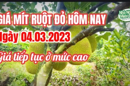 red-fleshed jackfruit prices