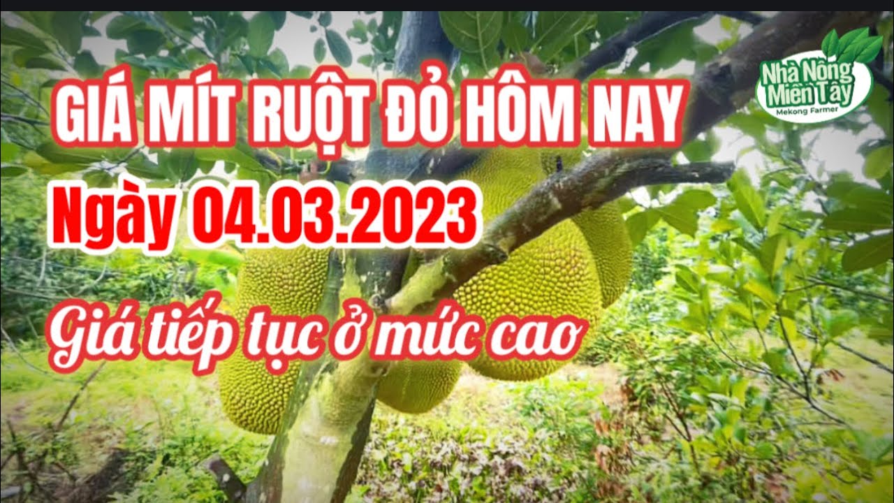 red-fleshed jackfruit prices