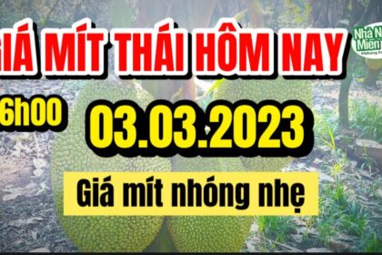 Thai jackfruit prices today