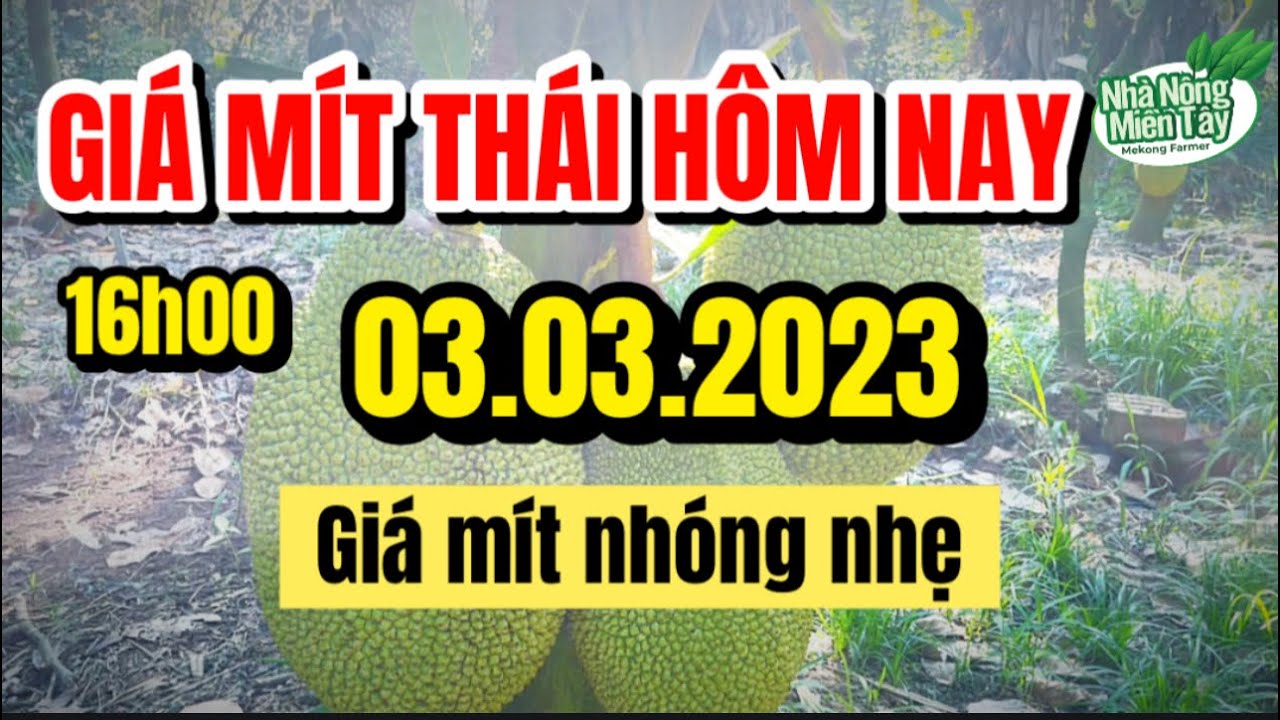 Thai jackfruit prices today
