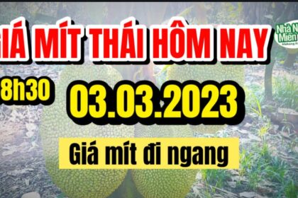 Thai jackfruit prices today