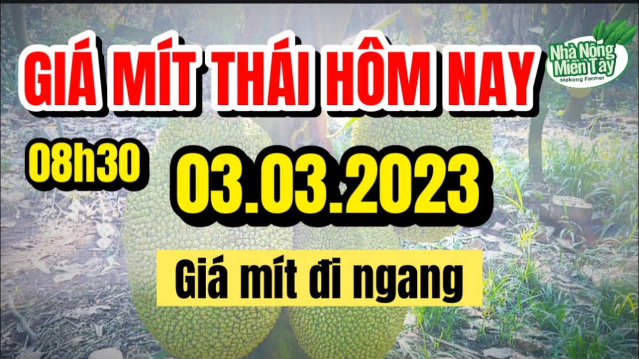 Thai jackfruit prices today