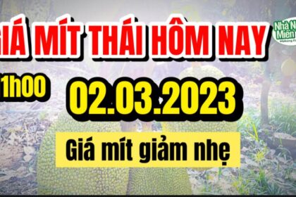 Thai jackfruit prices today