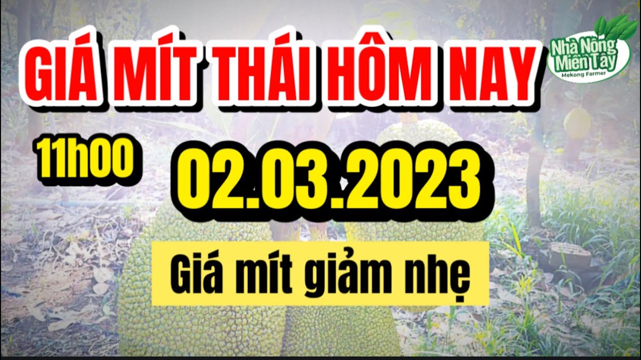 Thai jackfruit prices today