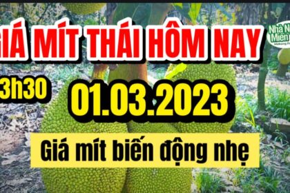 Thai jackfruit prices today