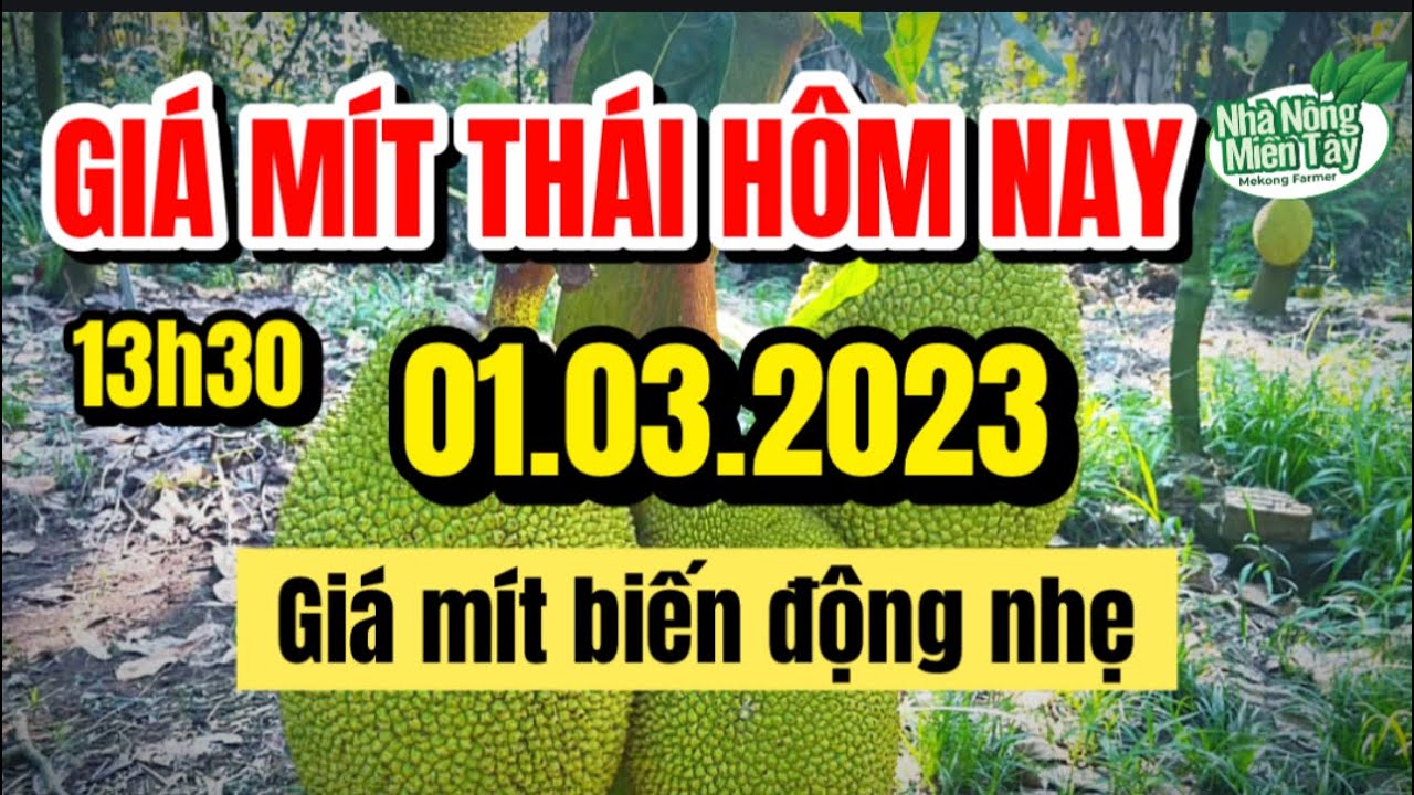 Thai jackfruit prices today