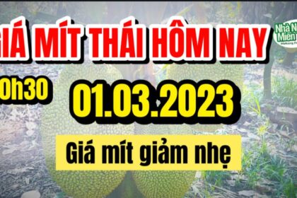 Thai jackfruit prices today
