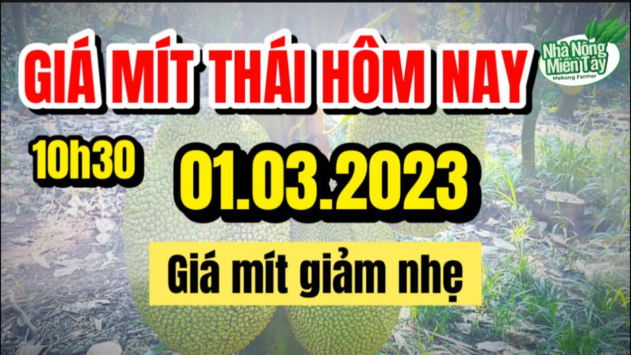 Thai jackfruit prices today