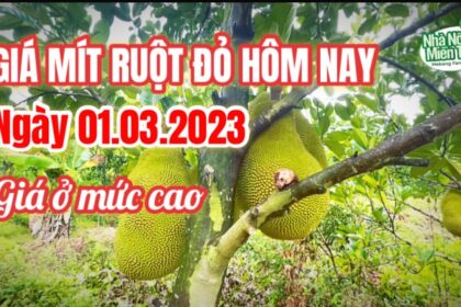 red-fleshed jackfruit prices