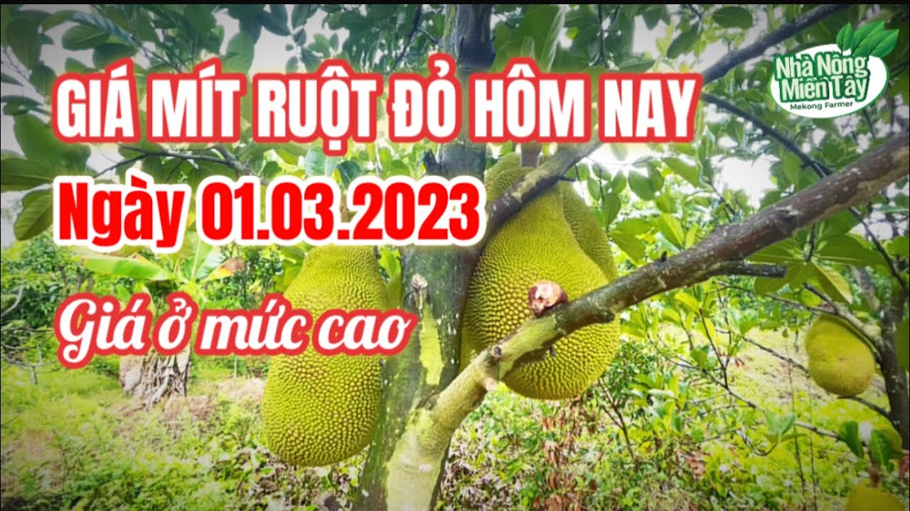 red-fleshed jackfruit prices