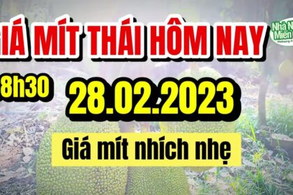Thai jackfruit prices today