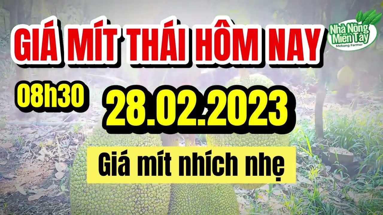 Thai jackfruit prices today