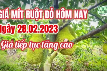 red-fleshed jackfruit prices