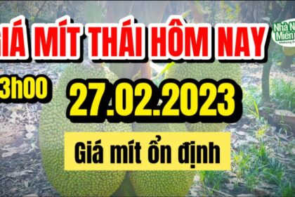 Thai jackfruit prices today