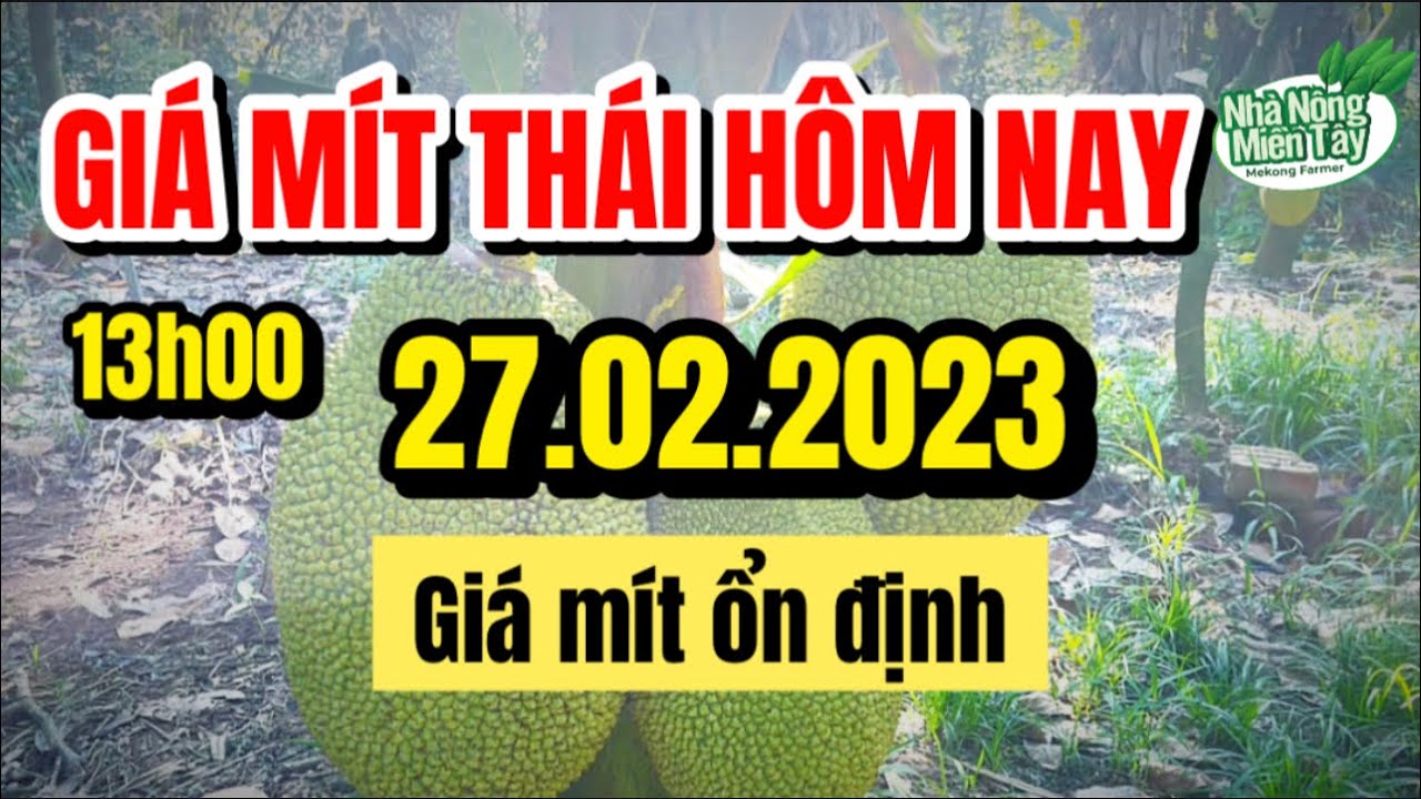 Thai jackfruit prices today