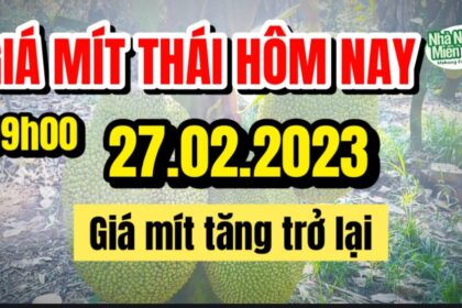 Thai jackfruit prices today