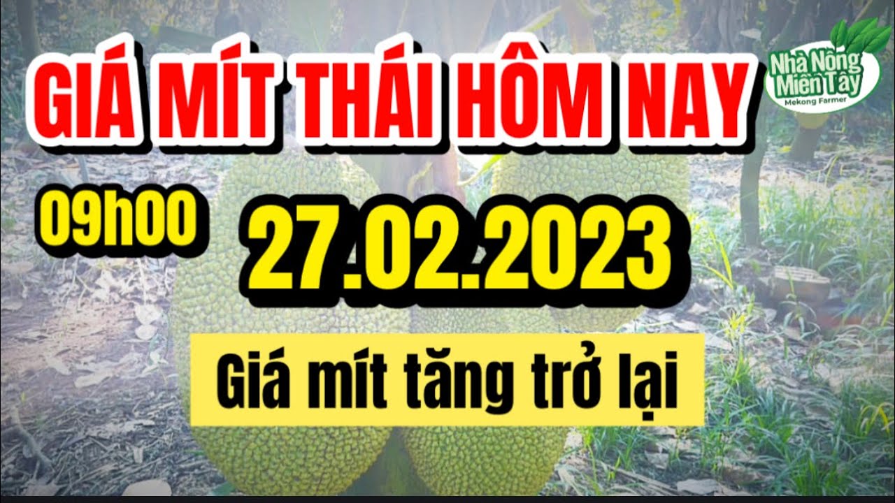 Thai jackfruit prices today