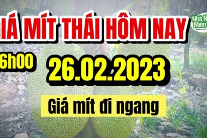 Thai jackfruit prices today